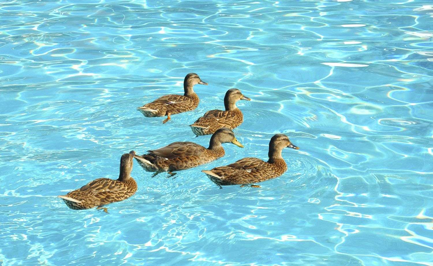 4 Actions You Can Take to Keep Birds Out of Your Pool ...