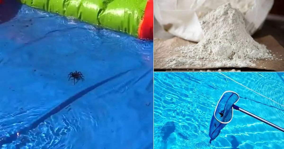 6 Tricks On How To Keep Spiders Out Of The Pool