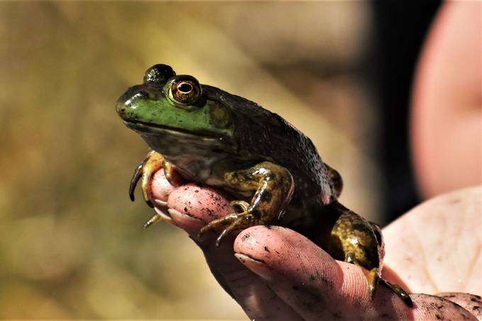 A Leopard Frog On the Hand is Worth Two in the Pond by ...