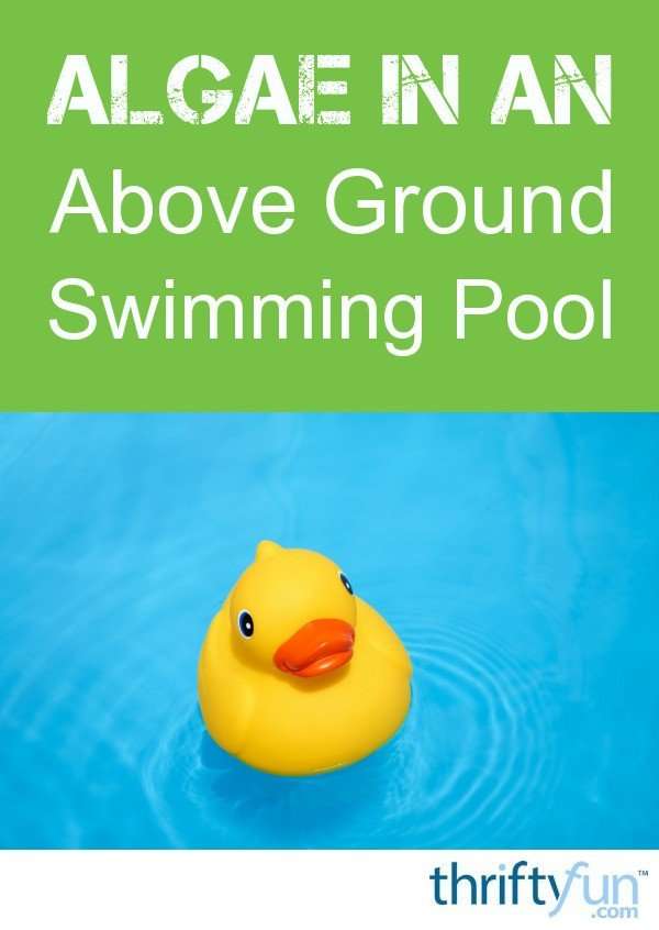 Algae in an Above Ground Swimming Pool
