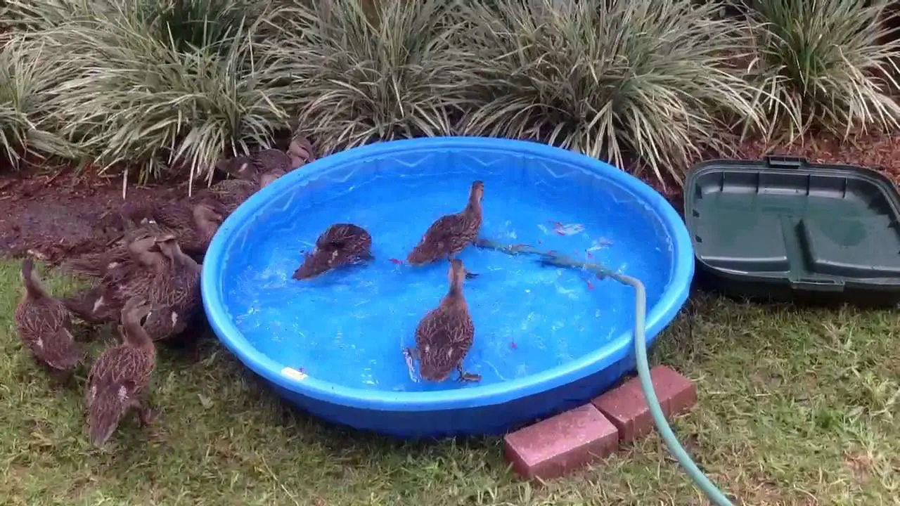 Baby Mallard ducks eating feeder fish from baby pool ...
