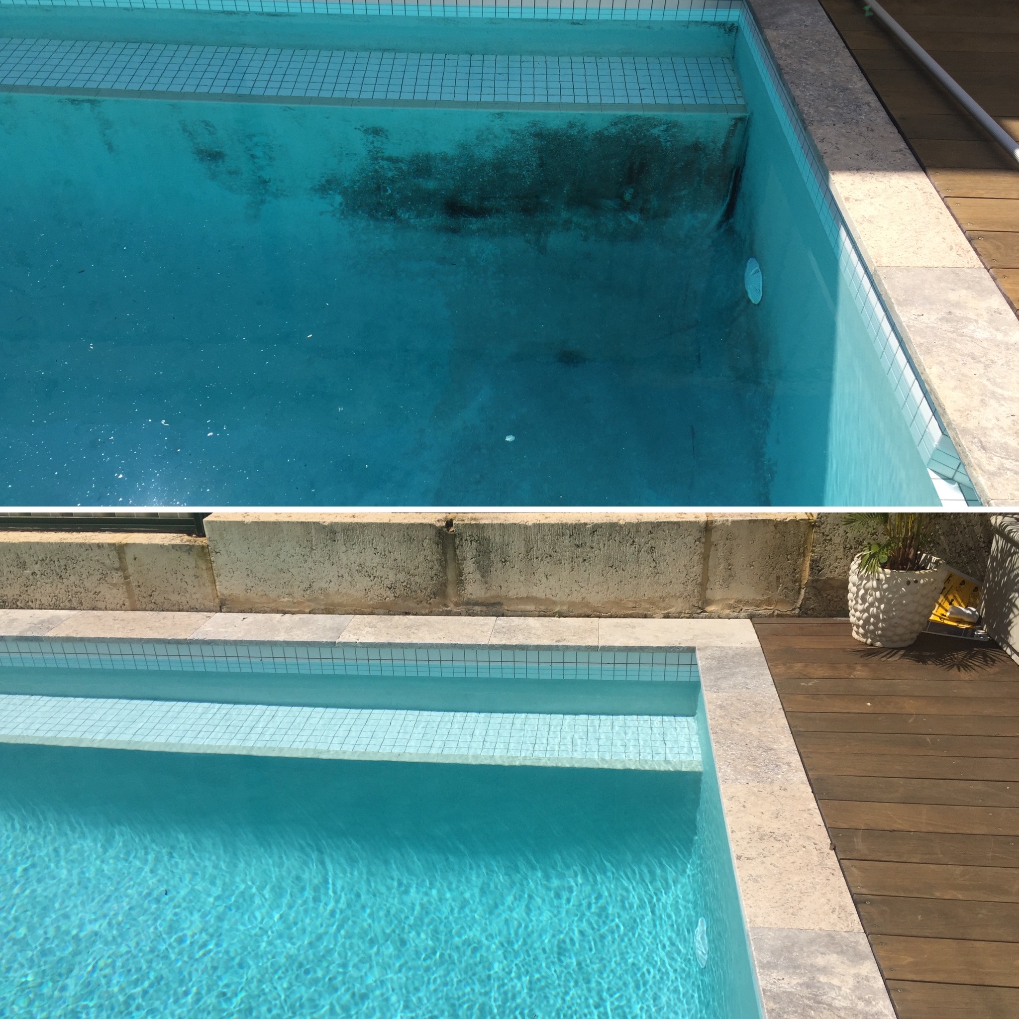 Black Spot algae in your pool?