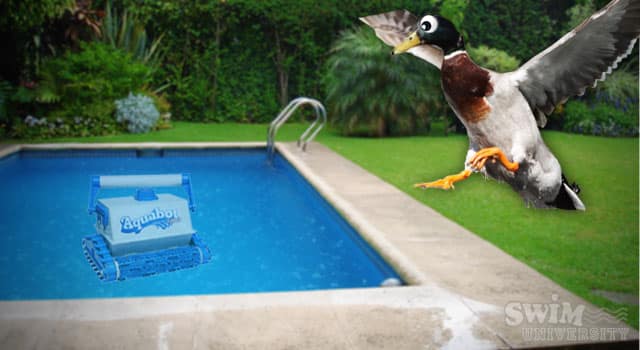 Comment Ã©viter que les canards nâentrent dans votre piscine â Annuaire ...