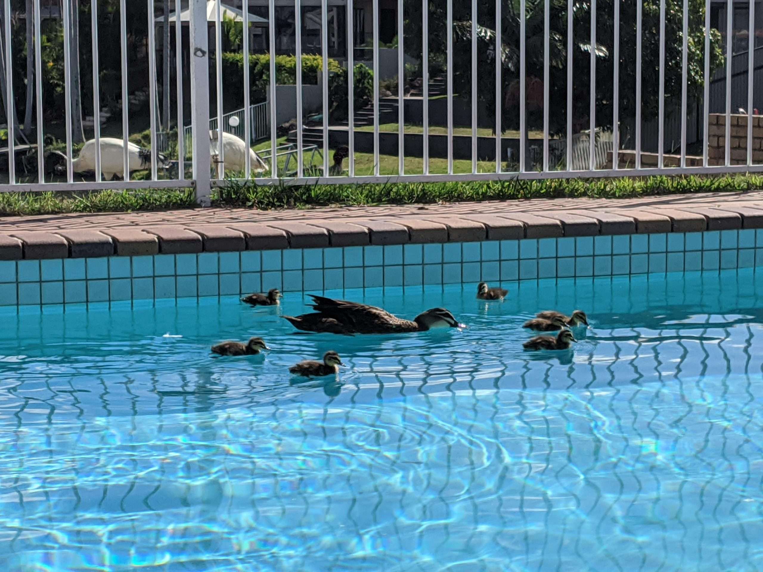 Duck update: look at them glide in my pool ð¥° (had to build ...