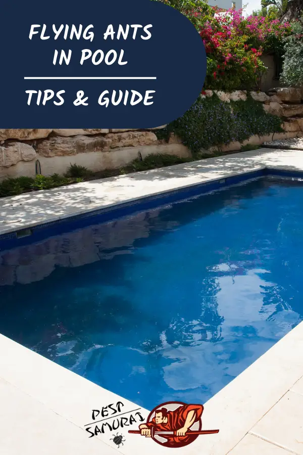 Flying Ants in Pool: How to Keep Them Away