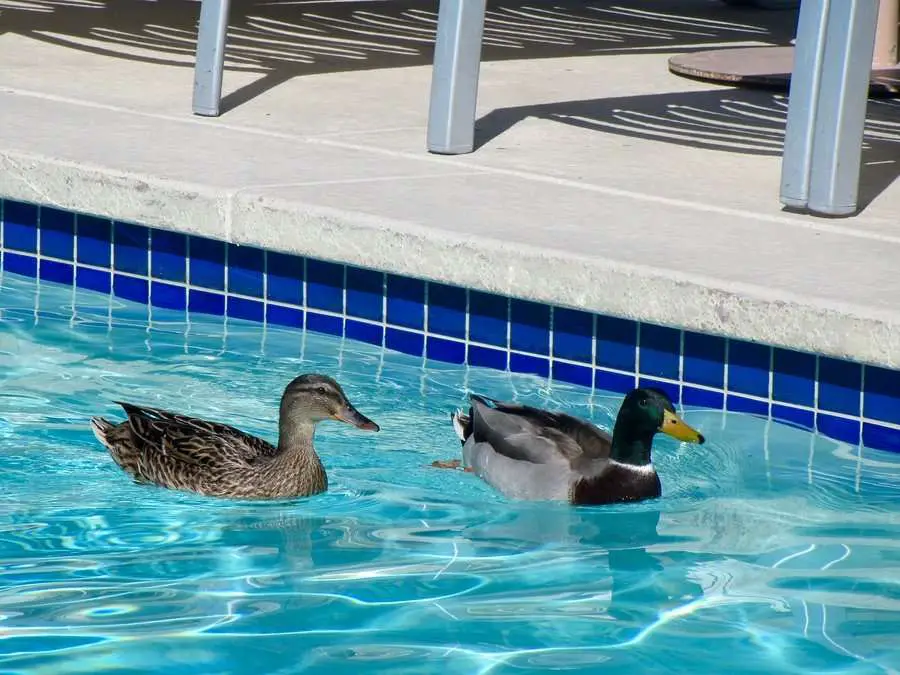 Get Rid of the Ducks in Your Swimming Pool with These Duck ...