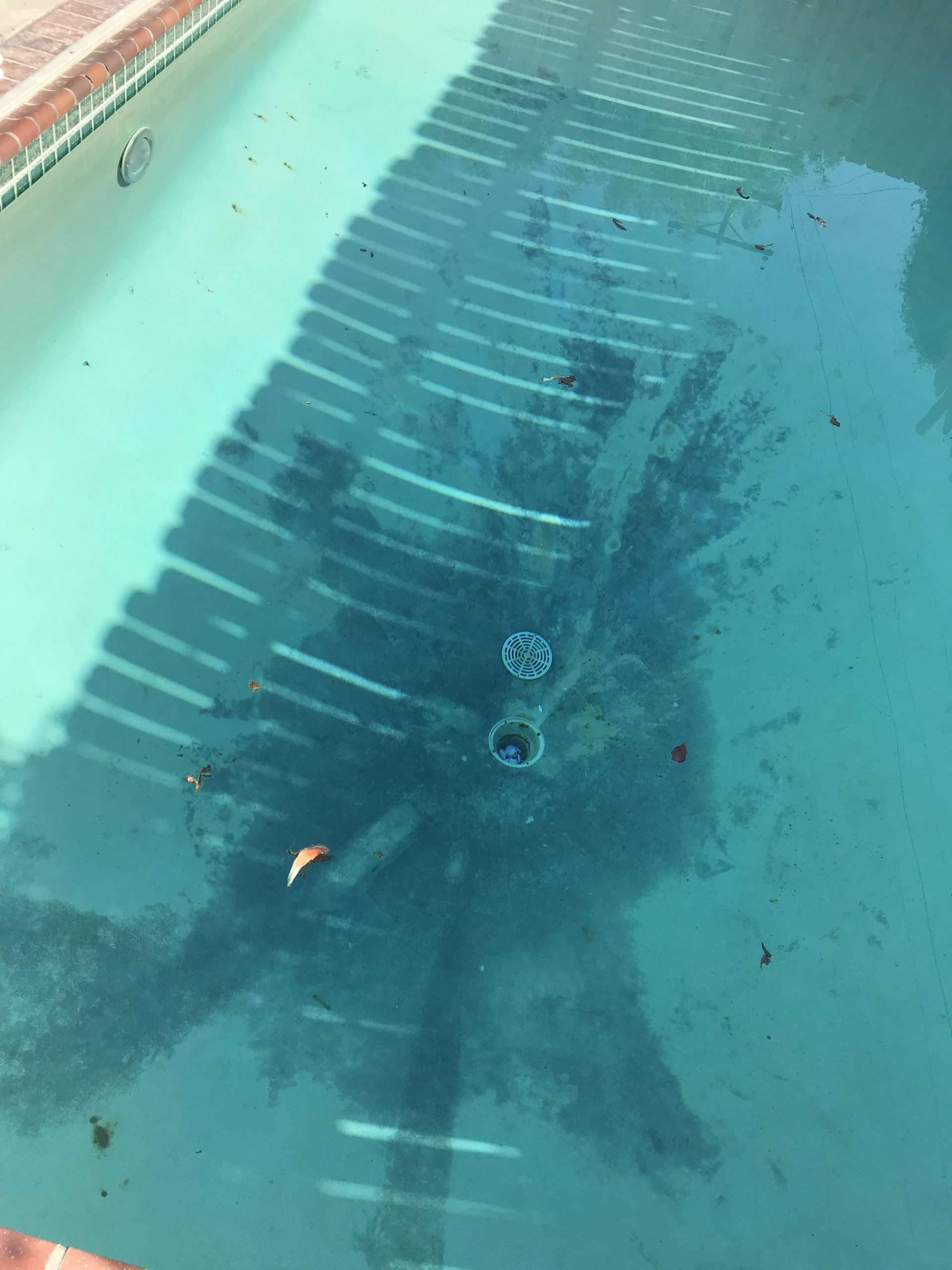 Had a black algae filled pool a few weeks ago... now we ...