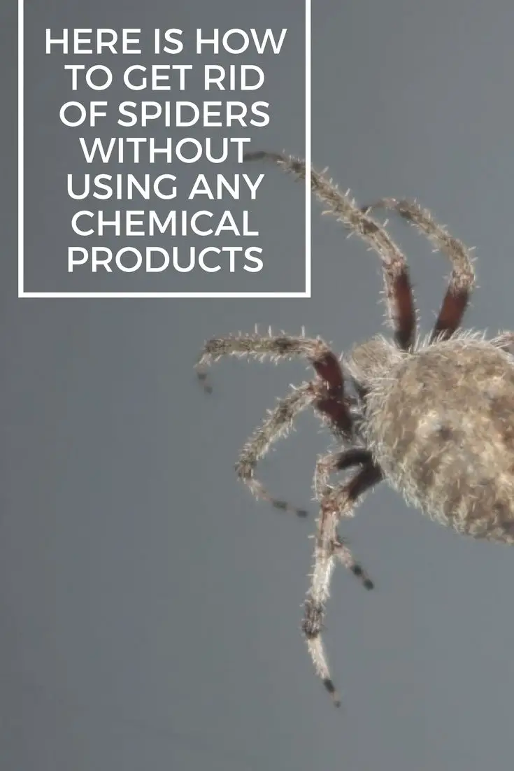 Here Is How To Get Rid Of Spiders Without Using Any Chemical Products ...