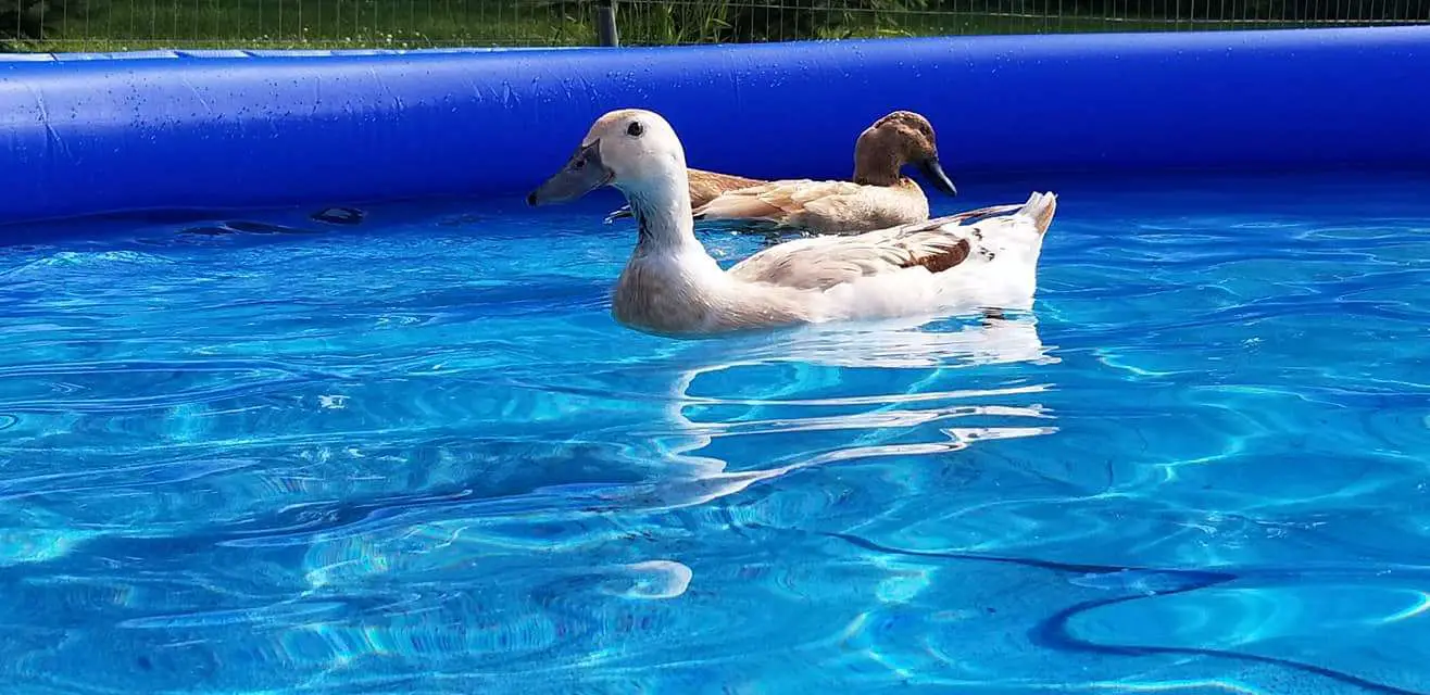 How can I keep ducks out of my swimming pool? Can my ducks ...