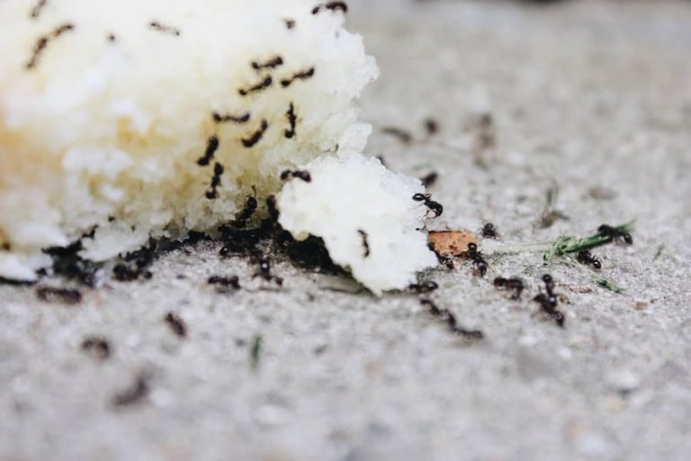 How Do I Get Rid Of Ants In My Apartment?  Apartment ABC