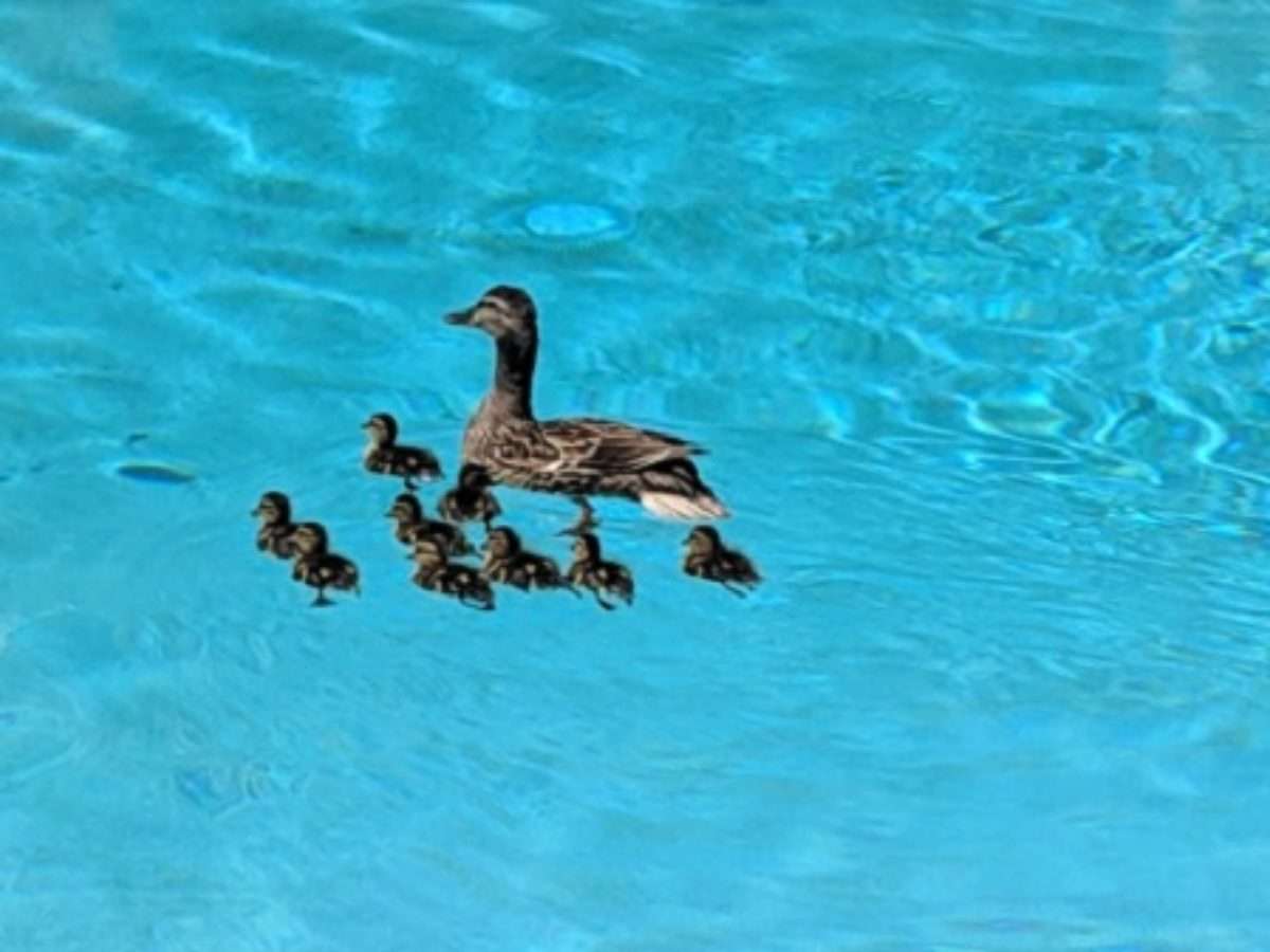 How Do You Keep Ducks Out Of A Swimming Pool
