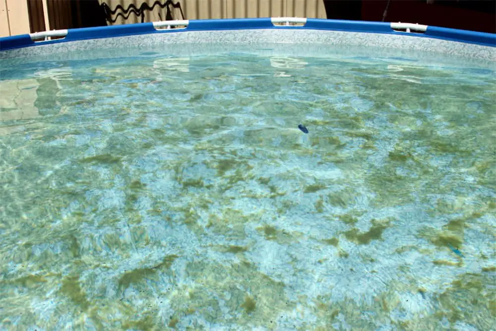 How To Get Algae Out Of Pool  Backyard Certified