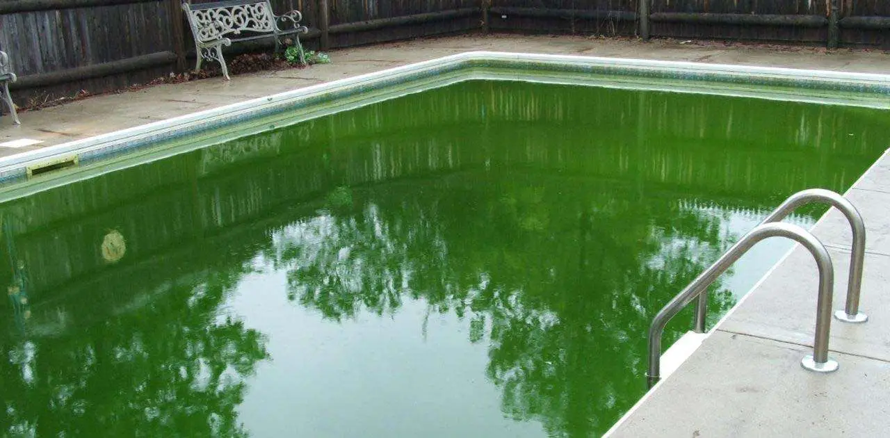 How To Get Algae Out Of Pool Without A Vacuum?