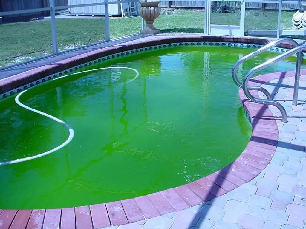 How to get algae out of pool without a vacuum in 2021