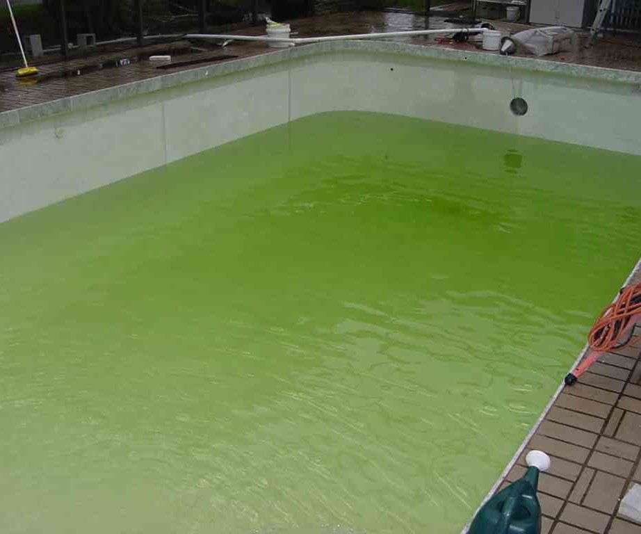 How to get rid of algae in pool with homemade algaecide ...