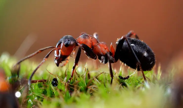 How to Get Rid of Ants in The House
