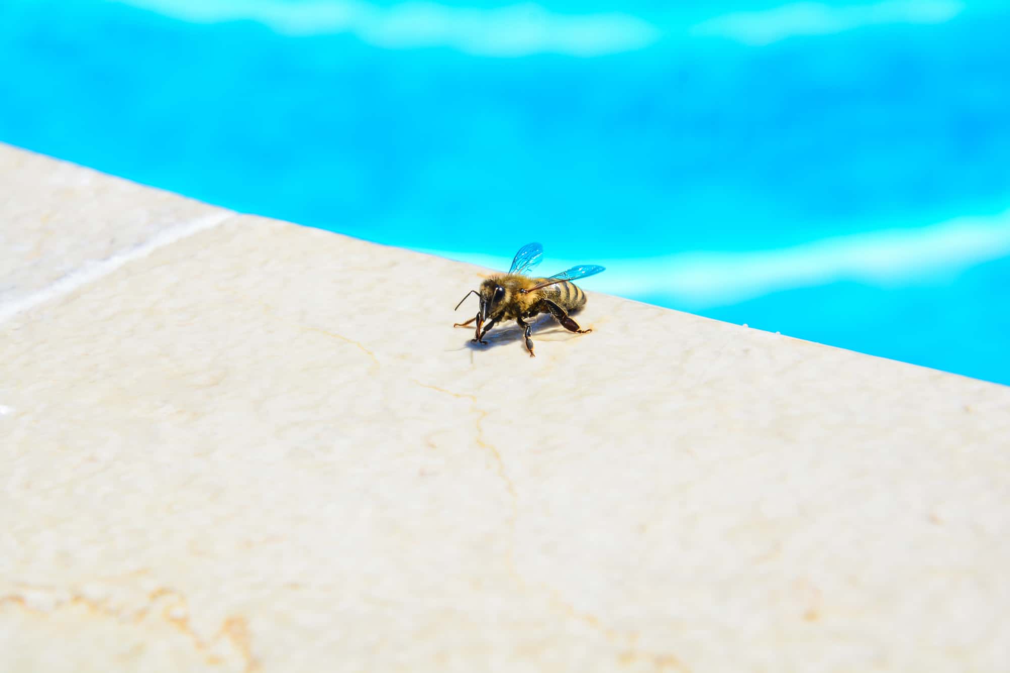 How to get rid of bees and wasps around a pool