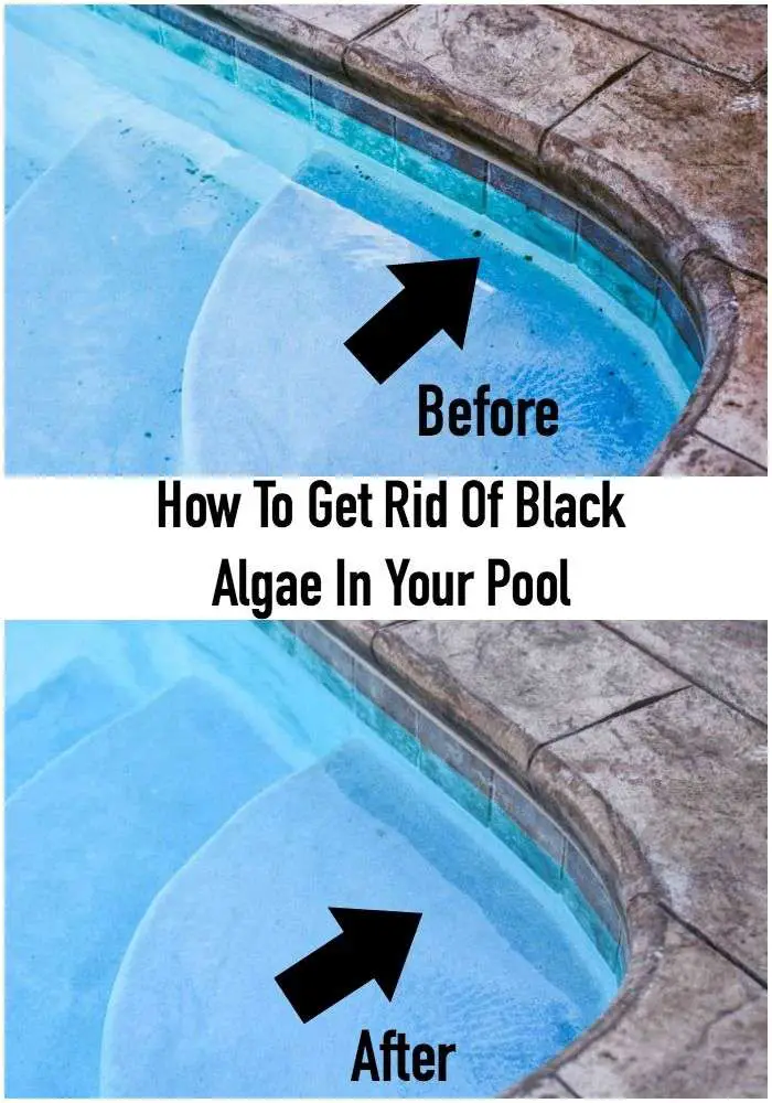 How To Get Rid Of Black Algae In Your Pool
