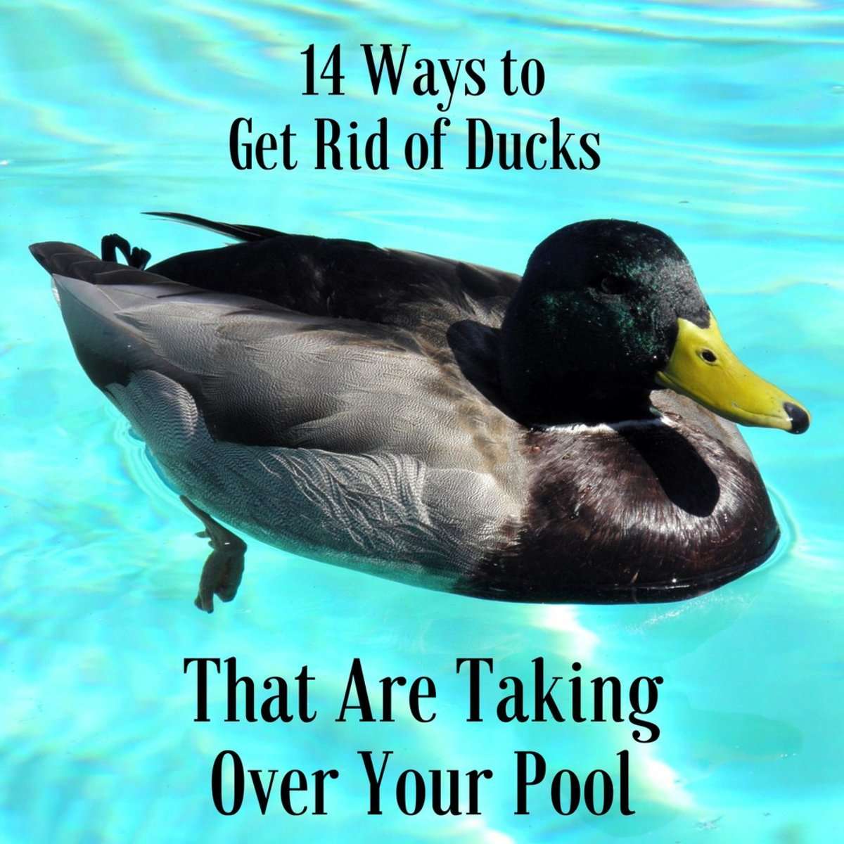 How to Get Rid of Black Algae Spots in Your Pool