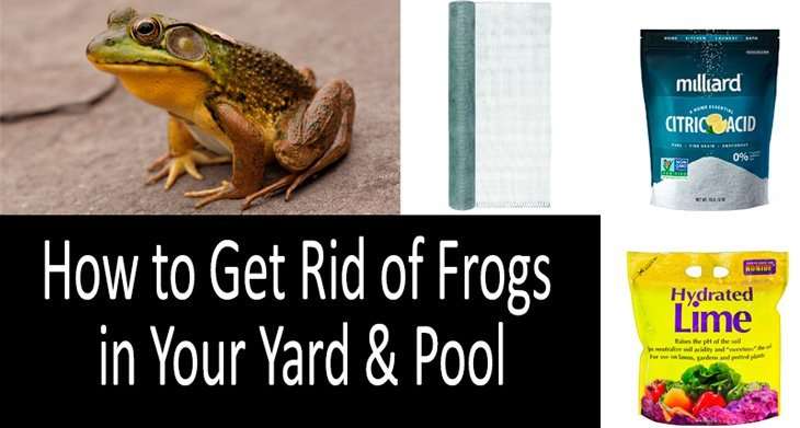 How to get rid of frogs