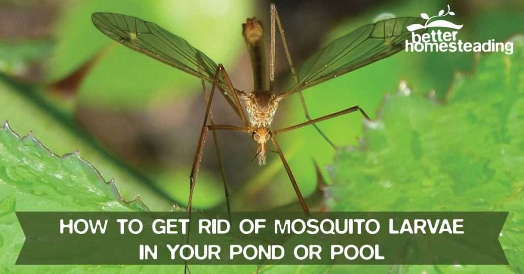 How To Get Rid Of Mosquito Larvae In Your Pond Or Pool ...