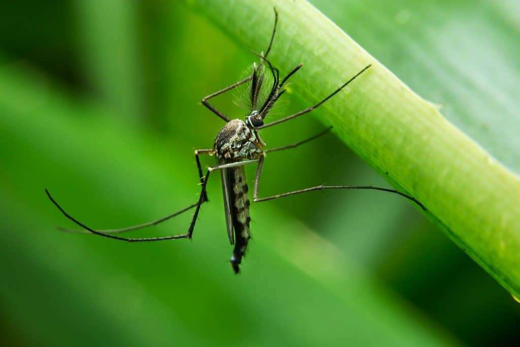 How To Get Rid of Mosquitos In Your Yard