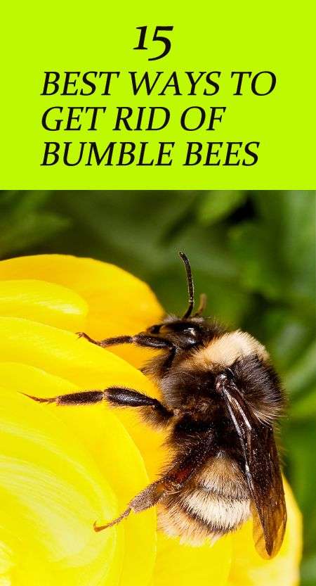 How To Get Rid Of Sweat Bees Around Pool