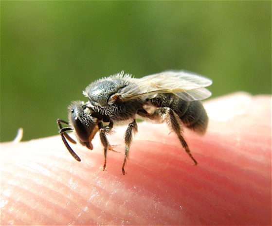 How to Get Rid of Sweat Bees in Pool, Yard, Outside, Home ...