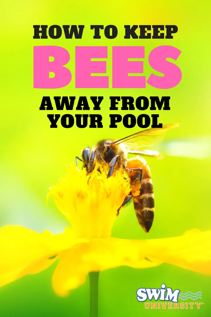 How To Get Rid Of Sweat Bees In Swimming Pools  Mednifico.com