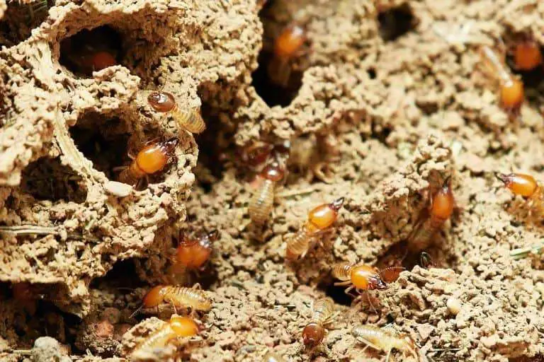How to Get Rid of Termites at Home Yourself