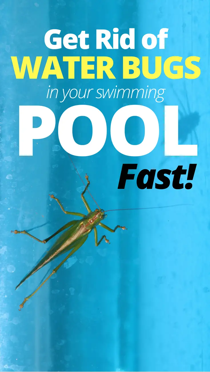 How To Get Rid Of Water Bugs In Your Pool