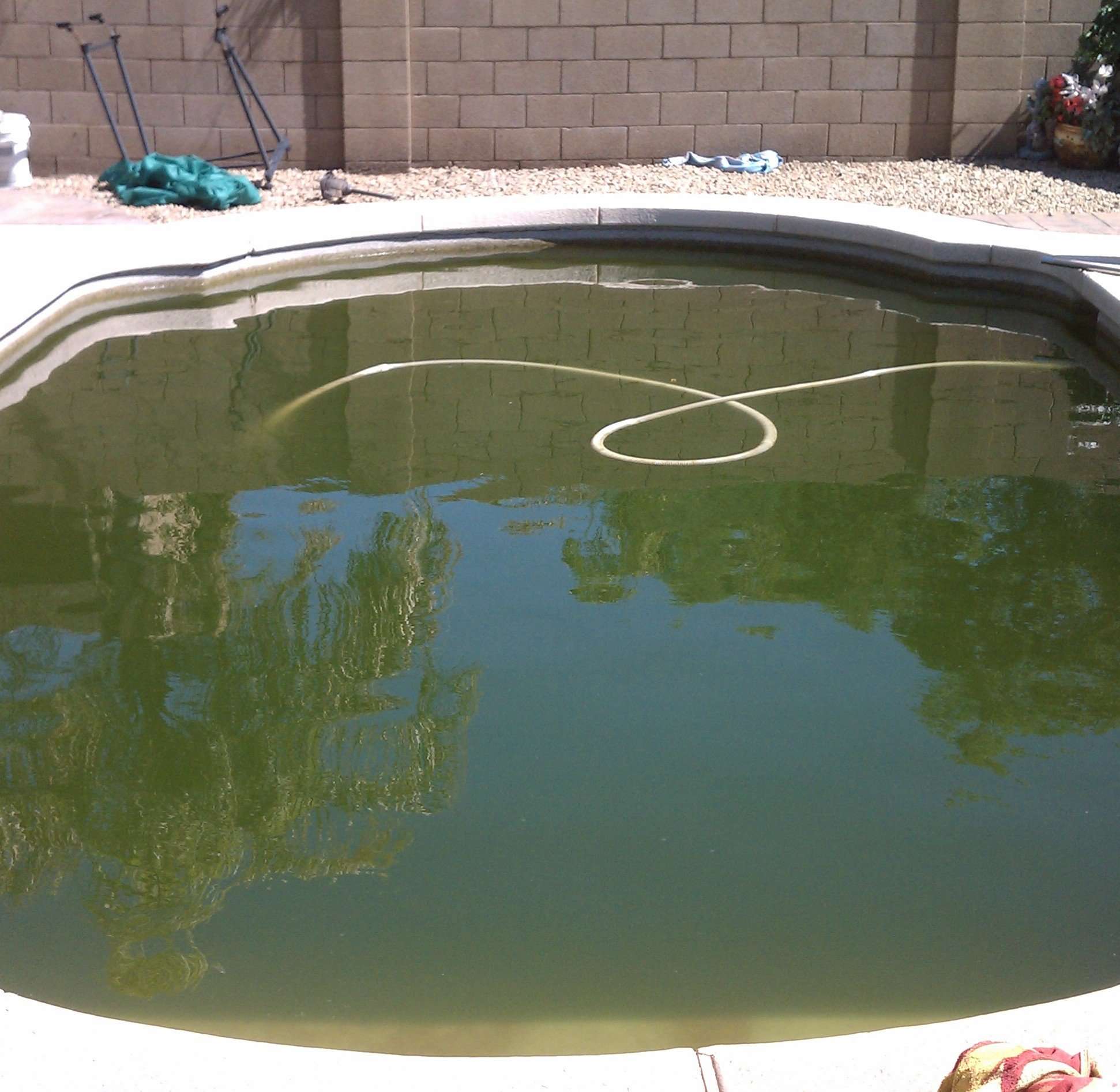 How To Identify And Treat Algae In Your Swimming Pool