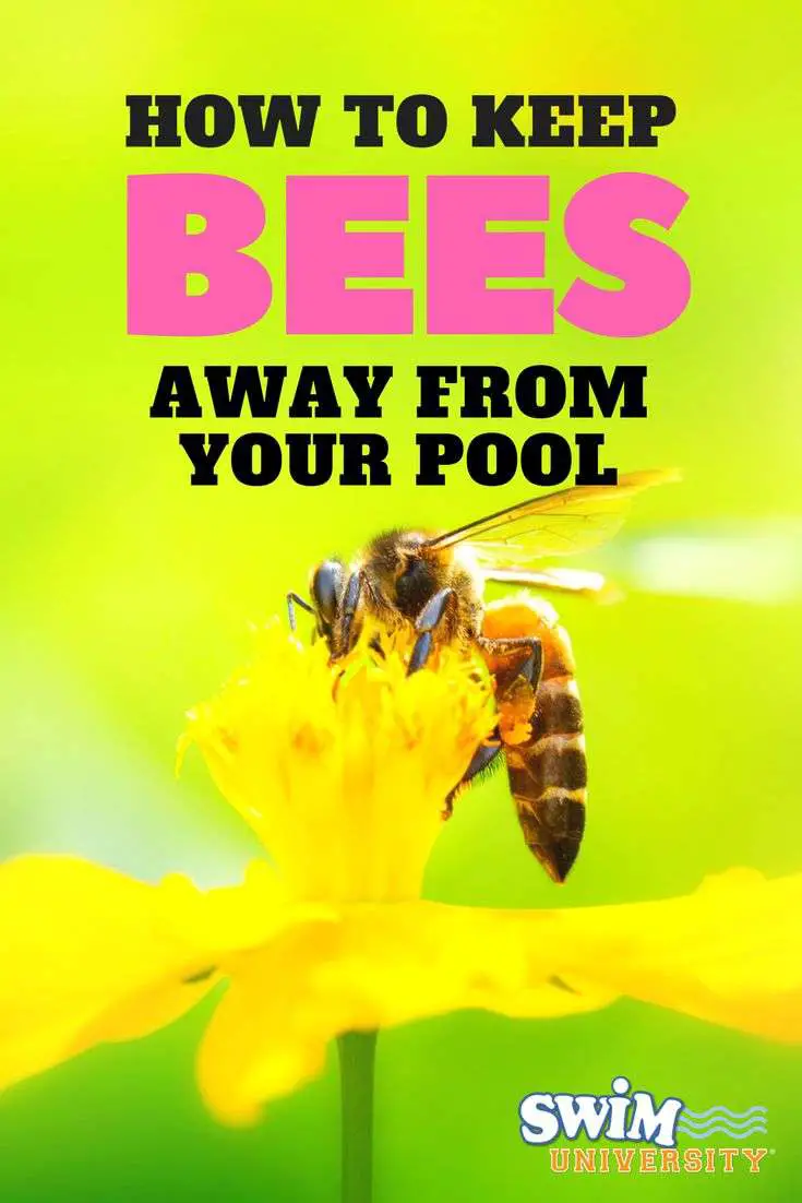 How to Keep Bees and Wasps Away From a Pool