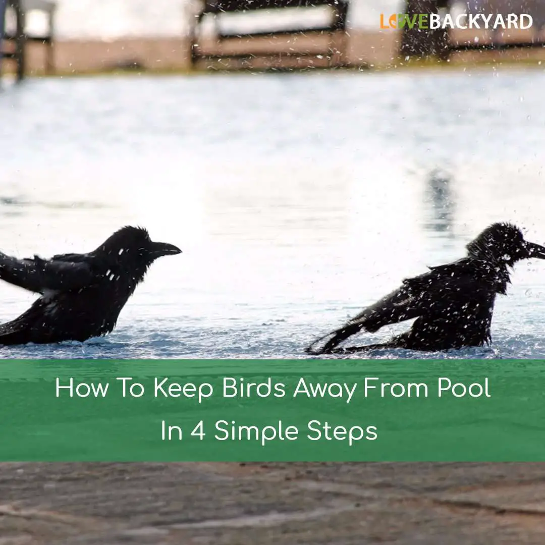 How To Keep Birds Away From Pool In 4 Simple Steps (Aug. 2020)