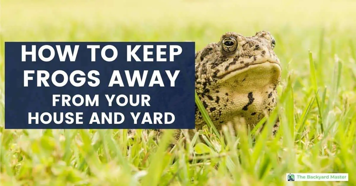 How to Keep Frogs Away From Your Yard, Pool and House ...