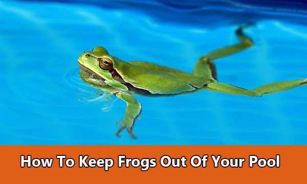How To Keep Frogs Out Of Your Pool
