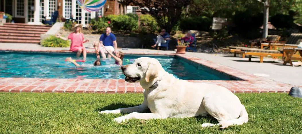 How to Keep Your Dog Out of Your Pool