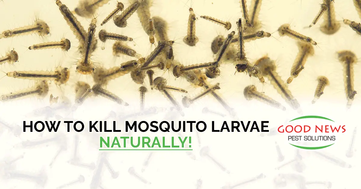 How to Kill Mosquito Larvae Naturally!