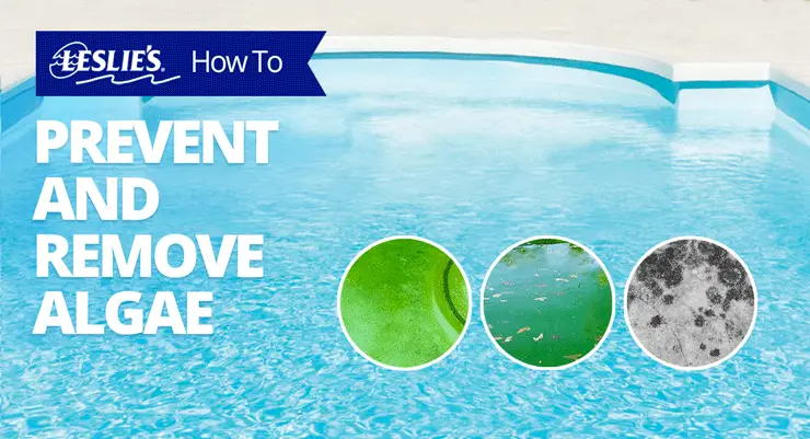 How To Prevent and Remove Algae