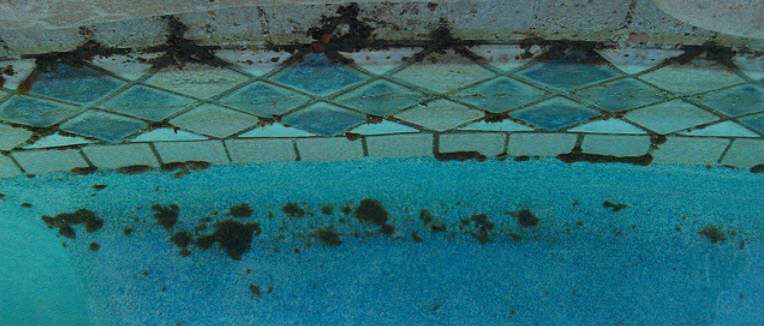 How To Remove Black Algae From Your Swimming Pool