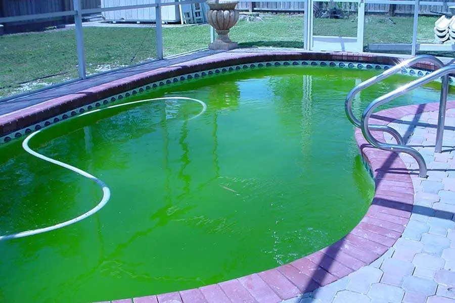 How to Treat Algae Growth in Your Swimming Pool