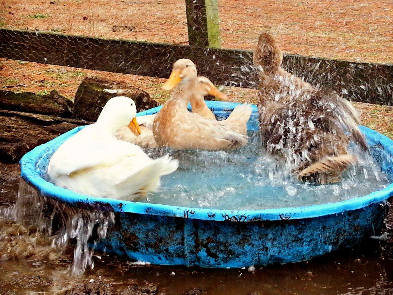 Keeping Ducks Cool In the Heat of Summer