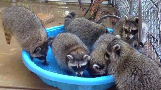 Pool Party Raccoons