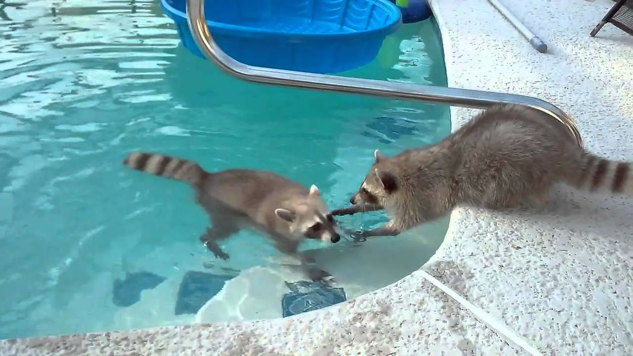 Raccoon tries to save his brother from pool