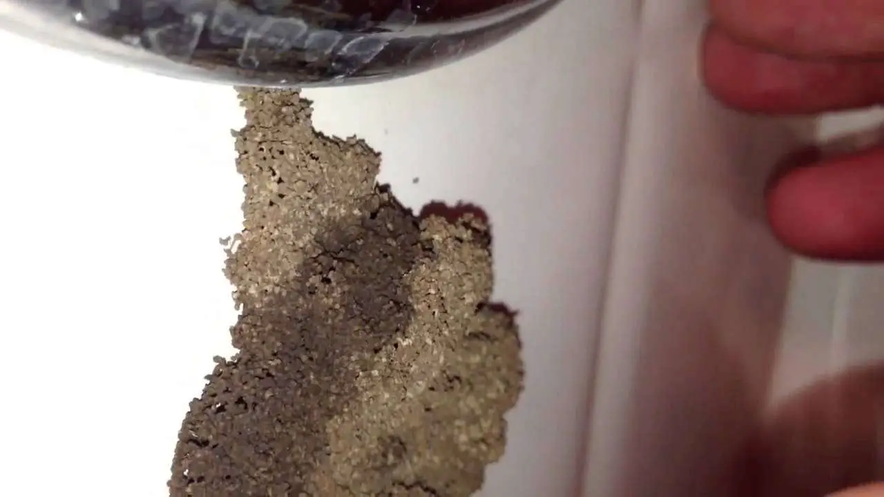 Swarmer Termites In Bathroom