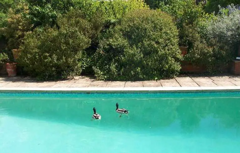 Ways to Keep Ducks Out Of Pool  HomeGearX