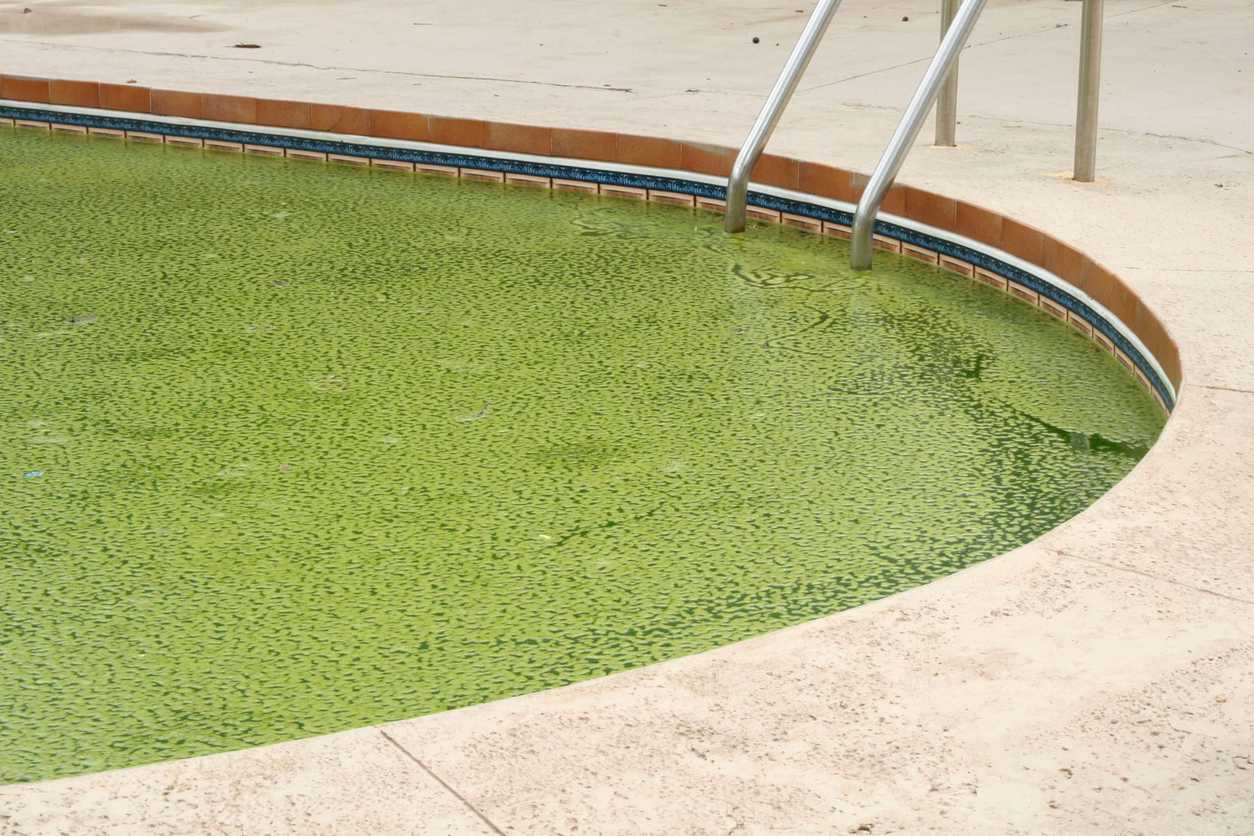 What You Should Know About Swimming Pool Algae